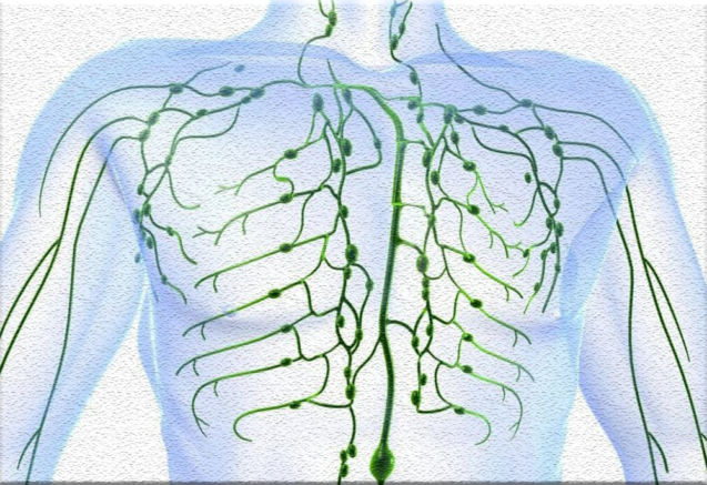 Что нужно знать о лимфосистеме?