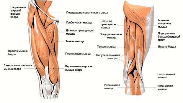 Строение бедра