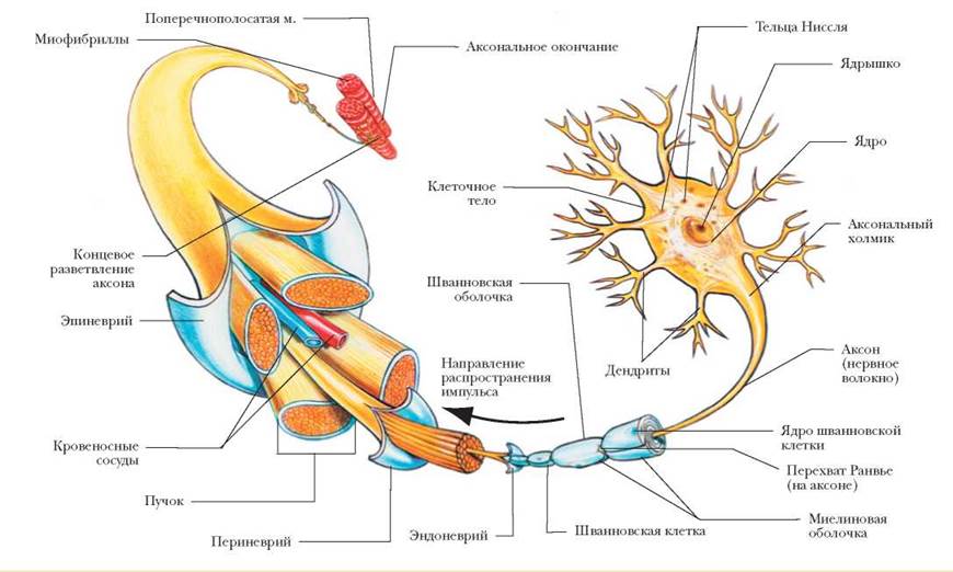 Строение нервов
