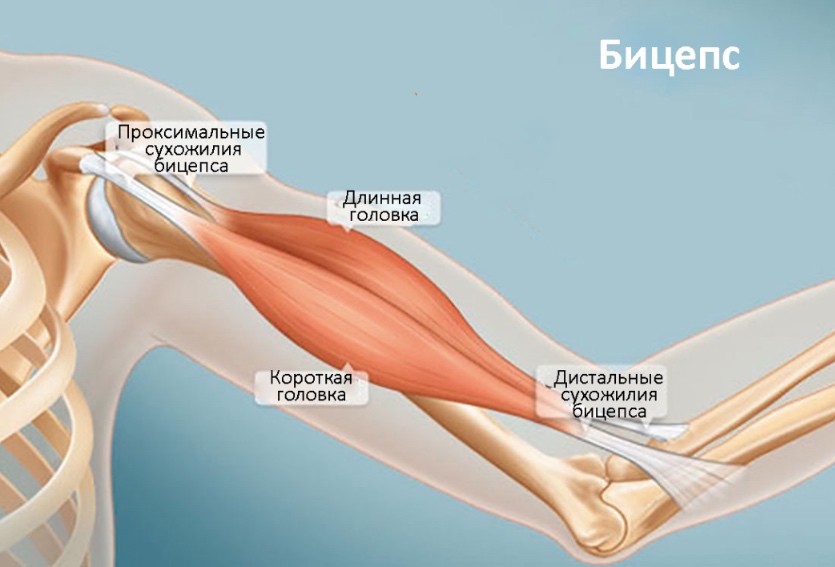 Диагностика и лечение травм сухожилий бицепса