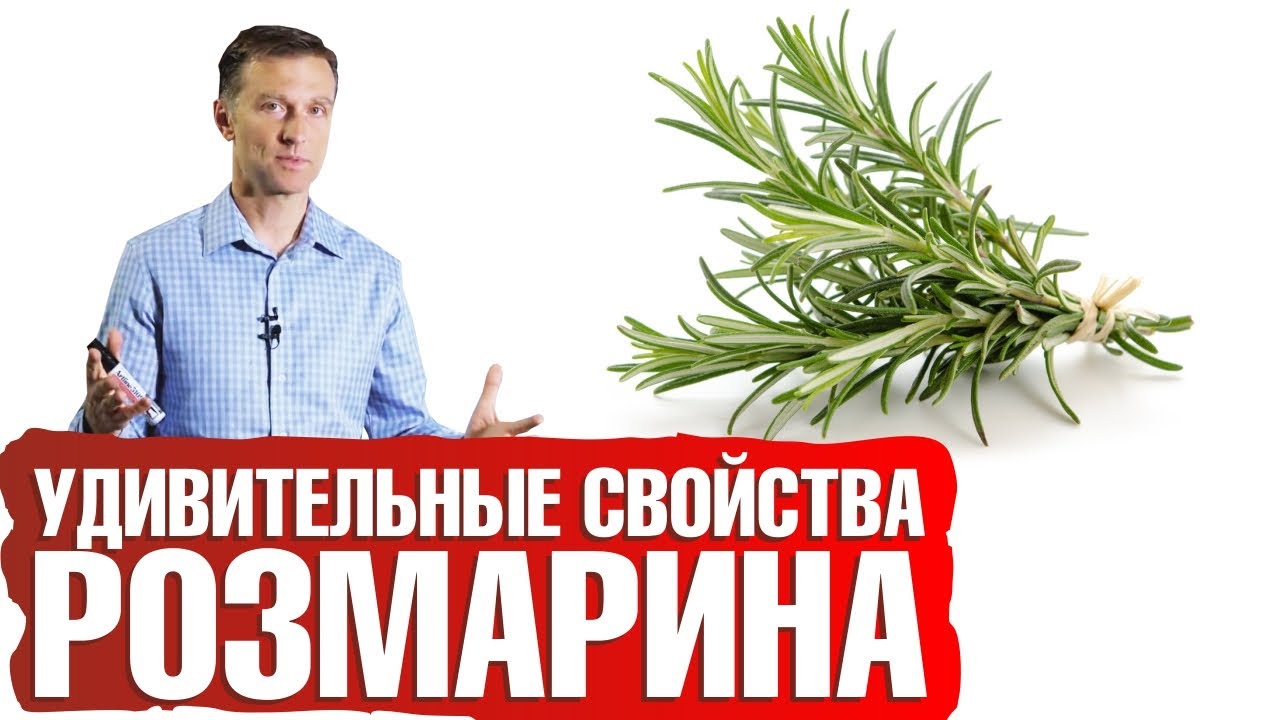 Розмарин (Salvia rosmarinus): польза для здоровья и свойства консерванта пищевых продуктов